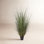 48" Onion Grass in Pot