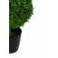 120cm Boxwood Topiary in Pot