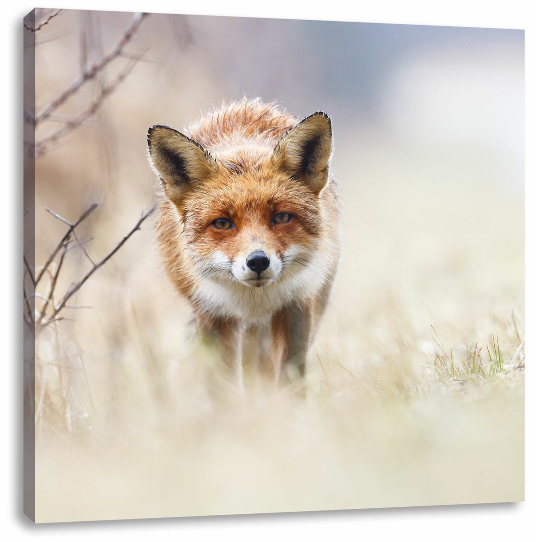 Leinwandbild Schleichender fuchs