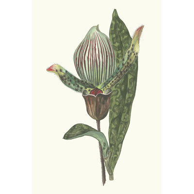 Orchid Display III - Wrapped Canvas Art Prints