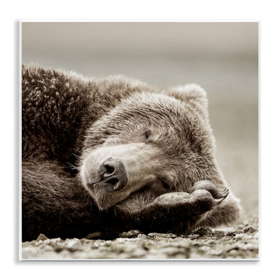 Cozy Sleeping Bear Wall Plaque Art by Danita Delimont