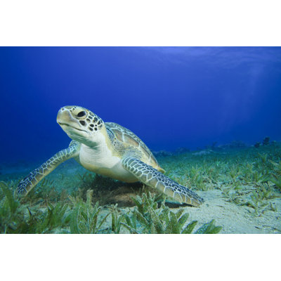 Tortue verte - photographie sur toile tendue