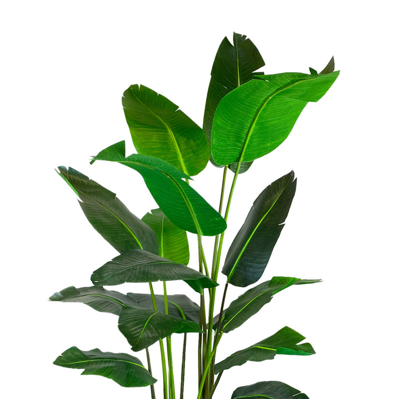 Green Bird of Paradise Tree in Pot, White
