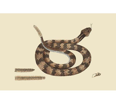 « rattlesnake » par catesby catesby, impression