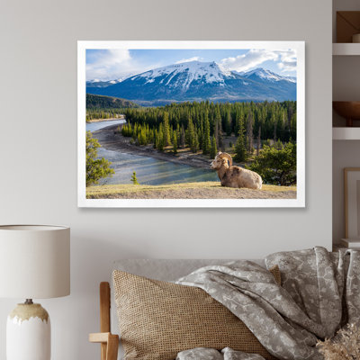 Faune sauvage, paysage de l'Alaska II