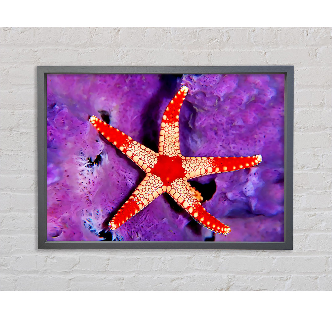 Gerahmtes Leinwandbild Starfish On Purple