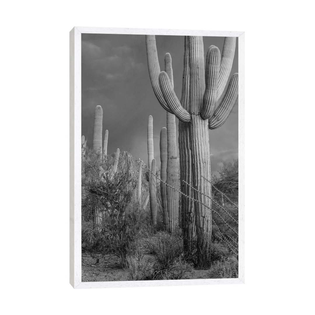 Saguaro Kakteen, Tucson Mountains, Arizona von Tim Fitzharris - Galerie-verpackte Leinwand Giclée auf Leinwand