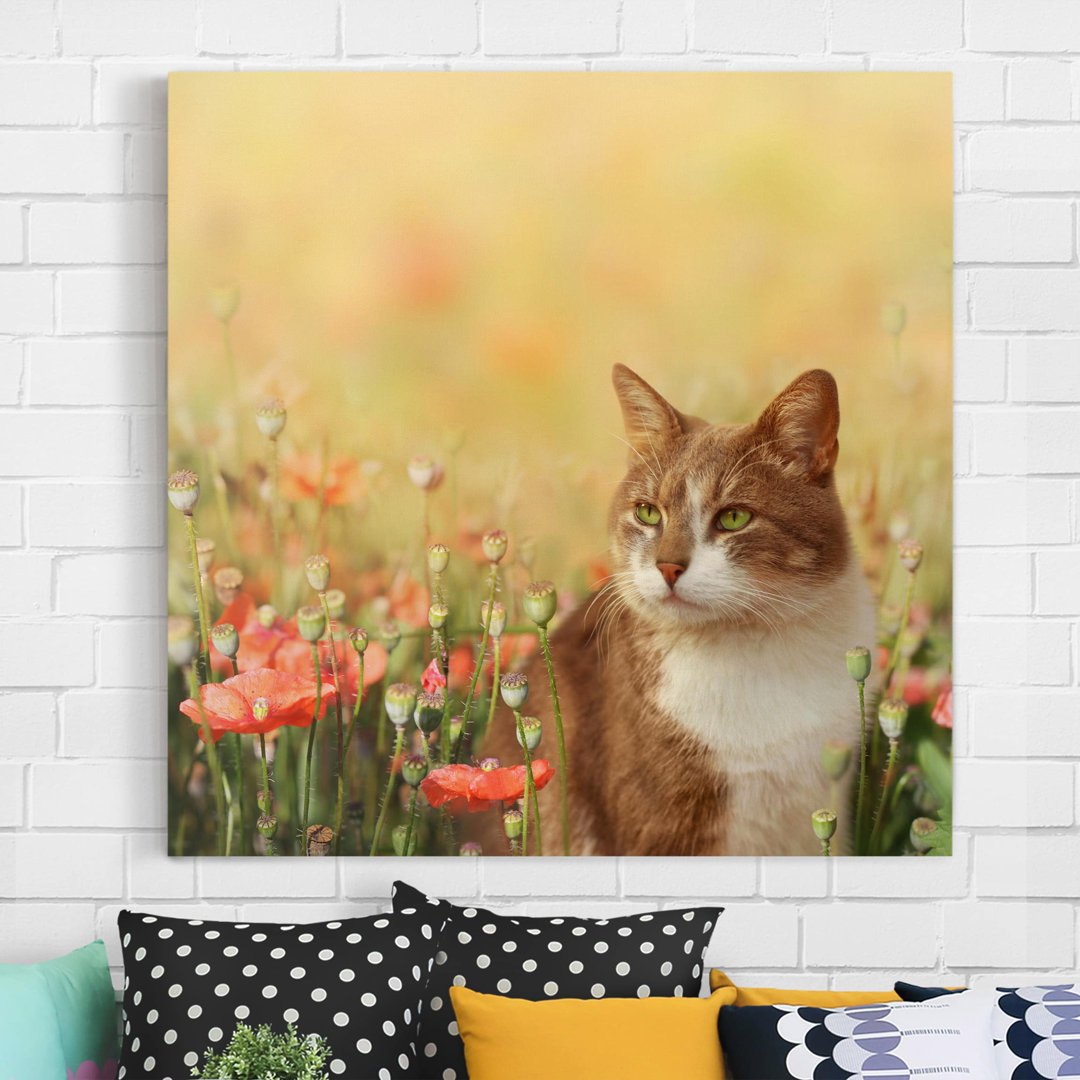 Leinwandbild Cat in Poppy Field