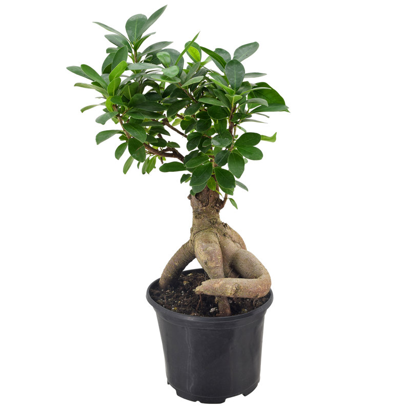 13'' Ficus Plant, 13" H x 6" W x 6" D