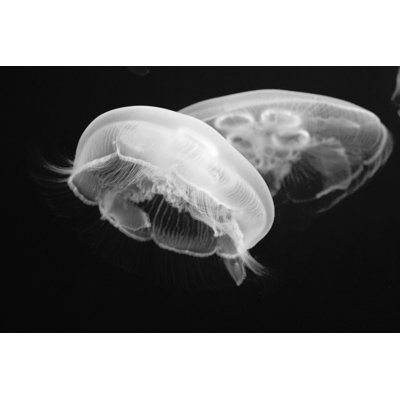 Jellyfish by Lingbeek - No Frame Print on Canvas