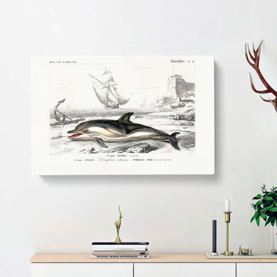 Beached Dolphin by Charles D' Orbigny - Wrapped Canvas Painting