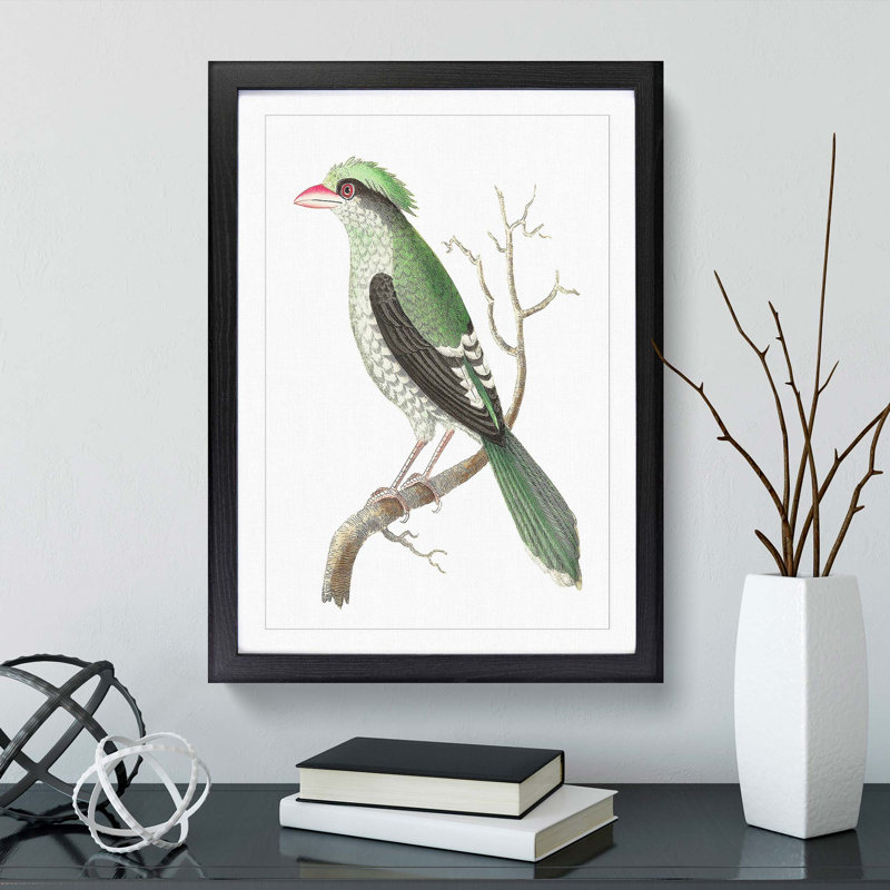 Chinese Roller Bird by George Shaw - Framed Print, 48cm H x 36cm W x 2cm D, Black Framed