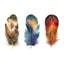 Ensemble de plumes colorées Boho - Impression sur toile-59760418-59760413