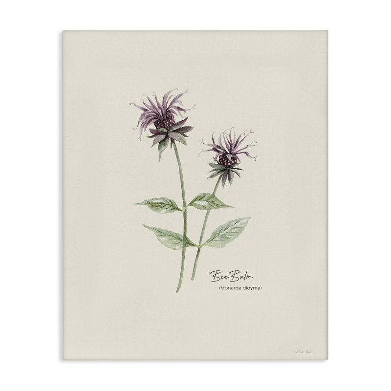 «Bee Balm Herb» par Cindy Jacobs, H 20 po x l 16 po
