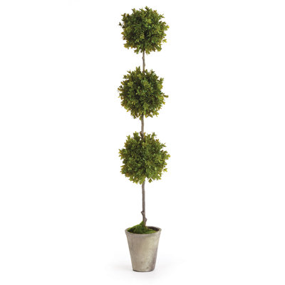 Buisson topiaire en pot