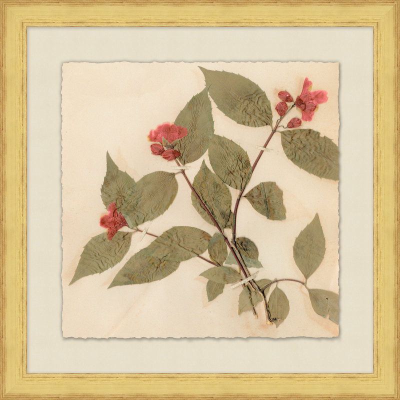 Pressed Flowers 1 Print