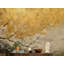Papier peint floral abstrait doré-830378876-830378871