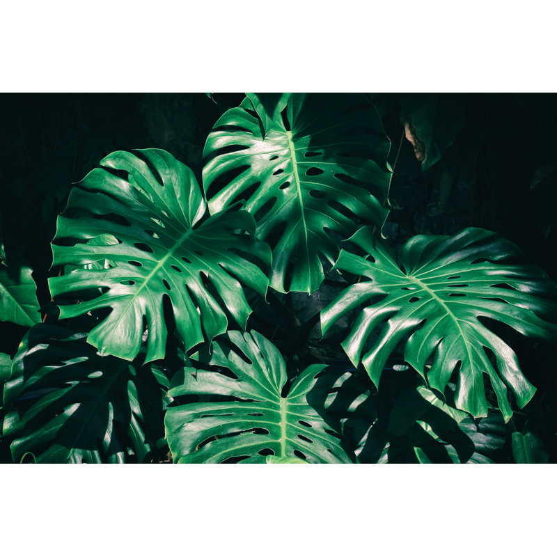 Tropical Foliage - Wrapped Canvas Photograph, 30cm H x 46cm W