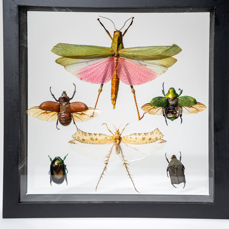 6 Genuine Insects In Display Frame