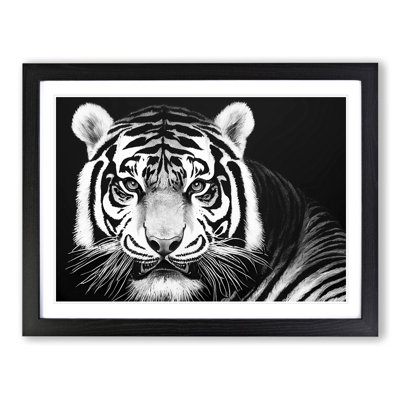 Tiger - Single Picture Frame Print