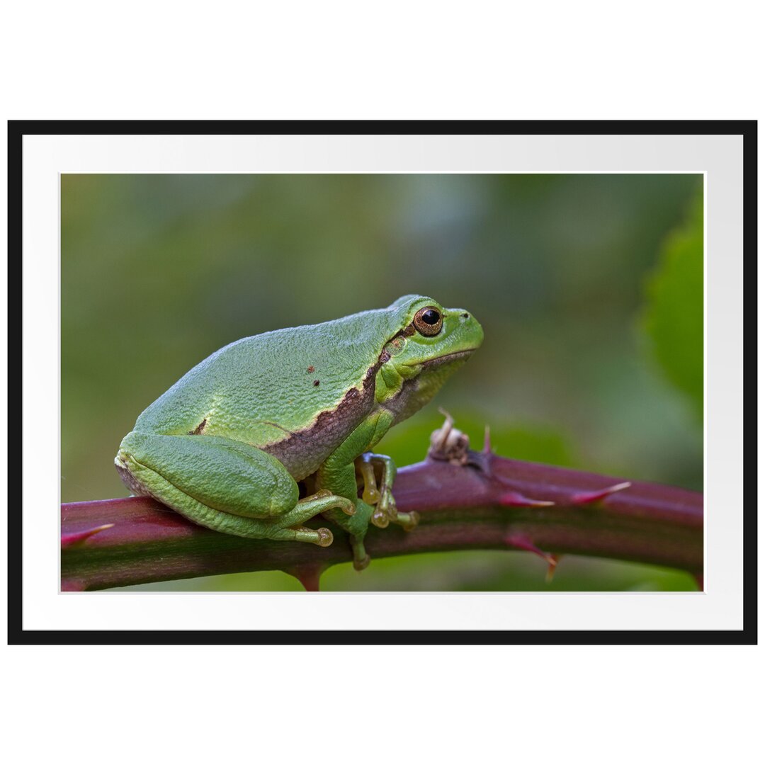 Gerahmtes Poster Kleiner Frosch auf Dornenast