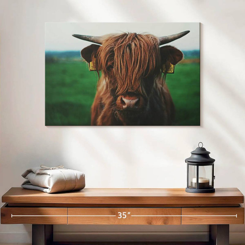 Gros plan sur une vache Brampt Highland, H 16 po x l 24 po
