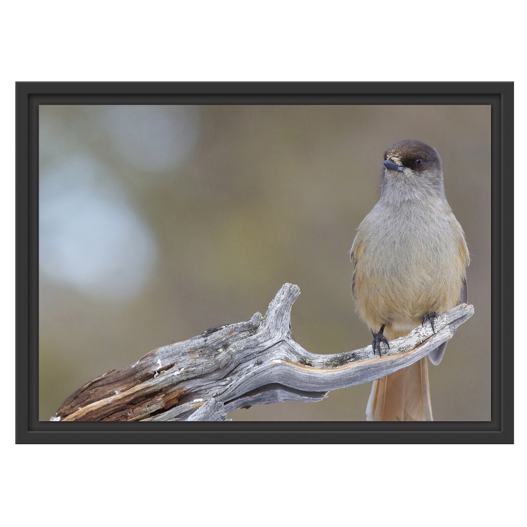 Gerahmtes Wandbild kleiner Vogel auf Ast