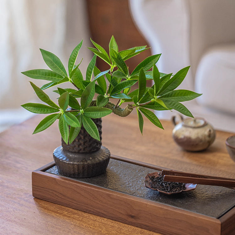 Mini plante verte en pot
