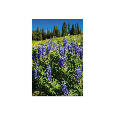 " Purple Wildflowers Growing In A Field, Crested Butte, Colorado, USA " by Panoramic Images