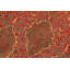 Tapis oriental rouge en laine noué à la main 9 pi 1 po x 11 pi 6 po Paret