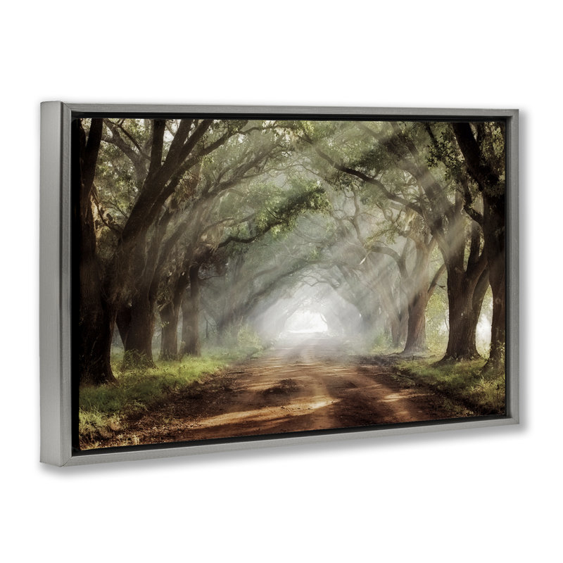Cadre flottant Sunlit Evergreen Grove, design par Mike Jones, H 17 po x l 25 po, Cadre flottant gris lustré