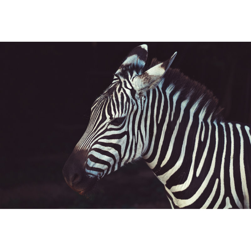 Zebra Photo Dark Background - Wrapped Canvas Art Prints, 61cm H x 91cm W