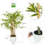 Anilya Faux Bamboo Plant-2131427148