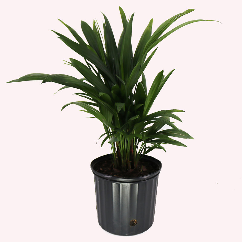 Lipstick Palm Tree in 10-Inch Black Pot for Indoor/Outdoor Use