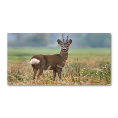 Roe - Wrapped Canvas Print