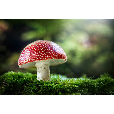 " Poisonous Mushroom " by Brianajackson