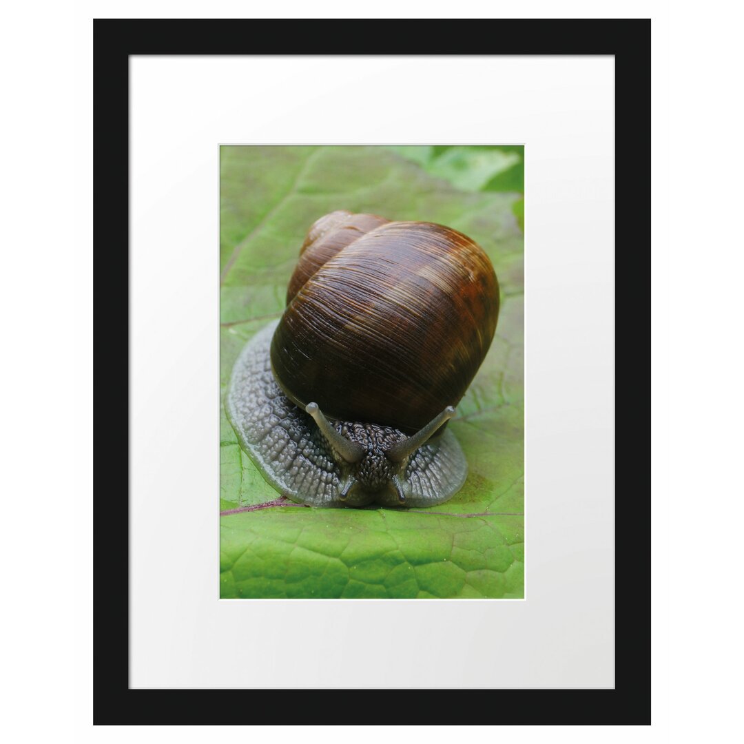 Gerahmtes Poster Weinbergschnecke auf Blatt