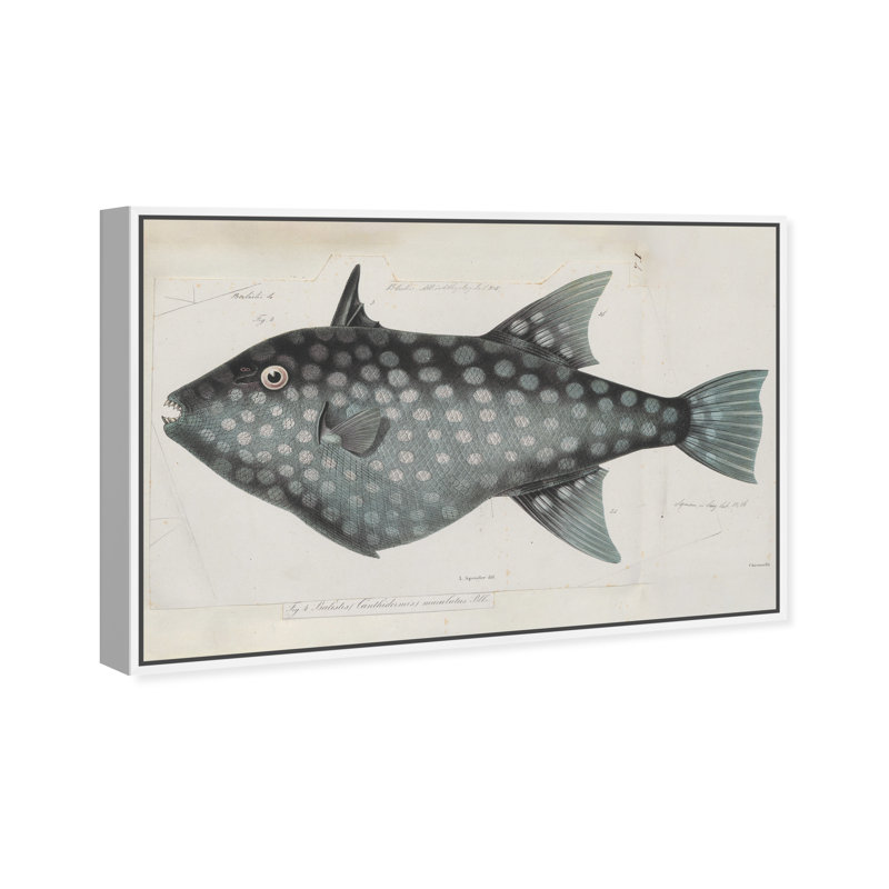 " Triggerfish " Painting Print, 20" H x 30" W, White Framed