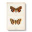 Darling Underwing Moth by Charles DOrbigny - Wrapped Canvas-55342435
