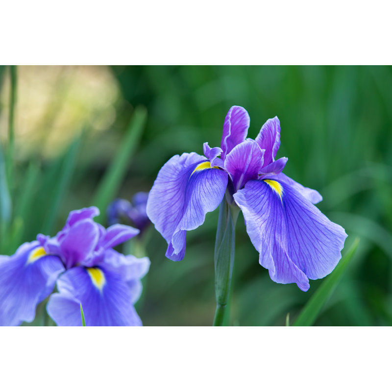 Purple Iris Flowers - Wrapped Canvas Print, 81cm H x 122cm W x 3.8cm D