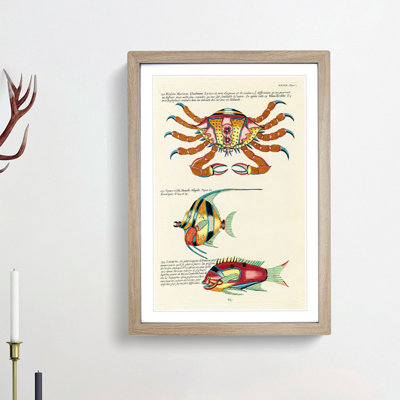 East Indies Fish & Crab Illustrations XXXIX by Louis Renard - Picture Frame Painting Print