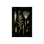 Botanical Study IV Print by Michelle Bennett-26940115-26940116