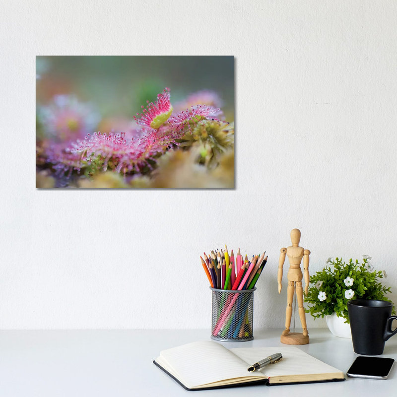 Sundew by Mateusz Piesiak - Wrapped Canvas Print, 20.32 cm H x 30.48 cm W