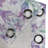 East Urban Home Bluebells Pattern Grommet Curtain Art Retro Floral Pale Purple Fern Green-106660820
