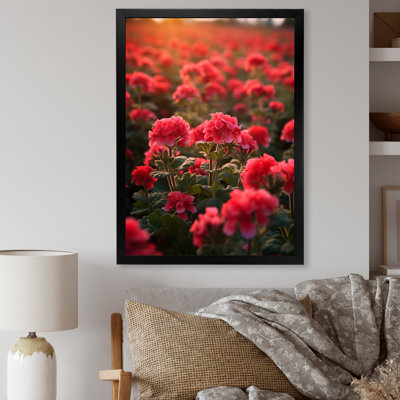 " Photo Og Geraniums Field II "