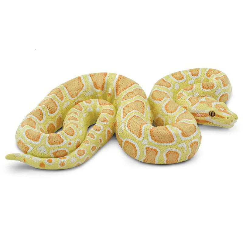 Albinos python birman