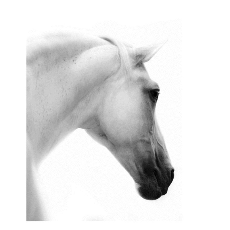 Le Cheval Blanc II par Sofia Fox - photographie, H 40 po x l 30 po x P 1,5 po, Couche de verre
