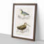Bird Illustrations PL. 22 by Charles d Orbigny - Framed Print-55457171-55457175