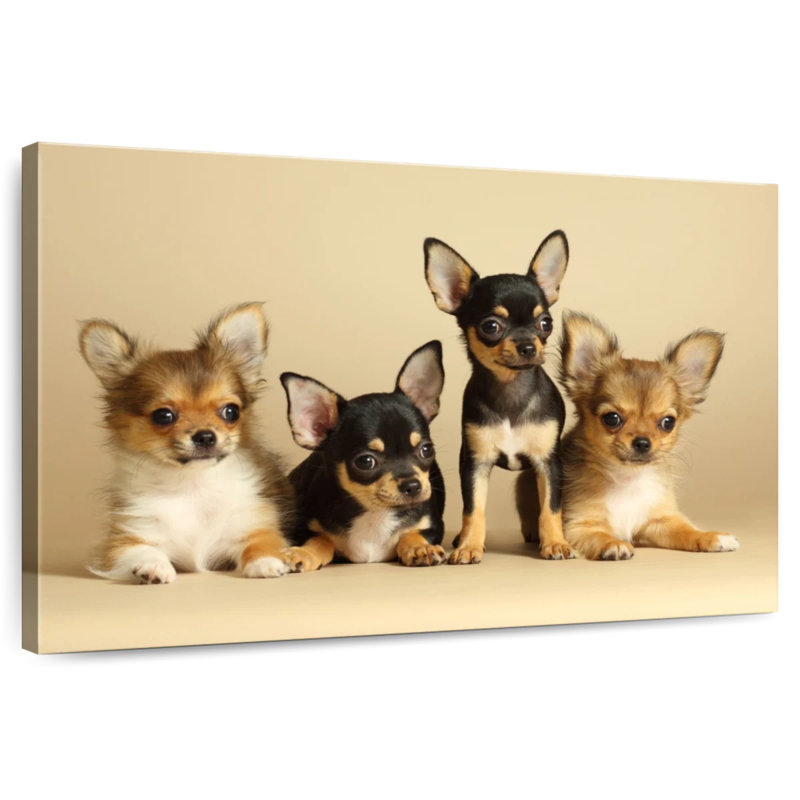 Adorables chiens chihuahua, H 8 po x l 12 po