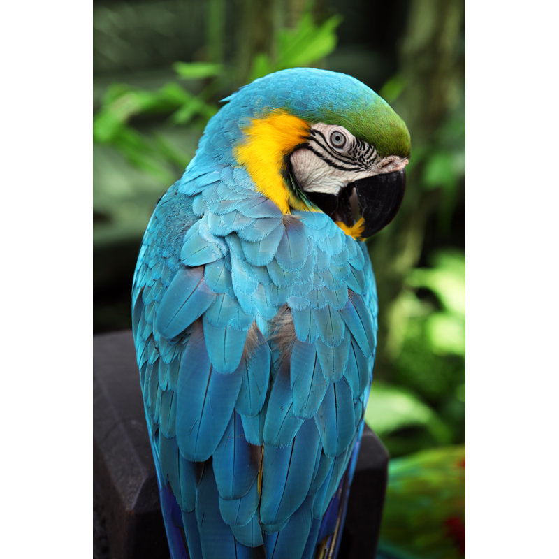 Colourful Big Macaw by PhotoTalk - No Frame Print on Canvas, 91cm H x 61cm W